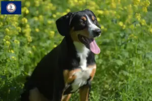 Read more about the article Entlebuch Mountain Dog Breeder and Puppies in Virginia