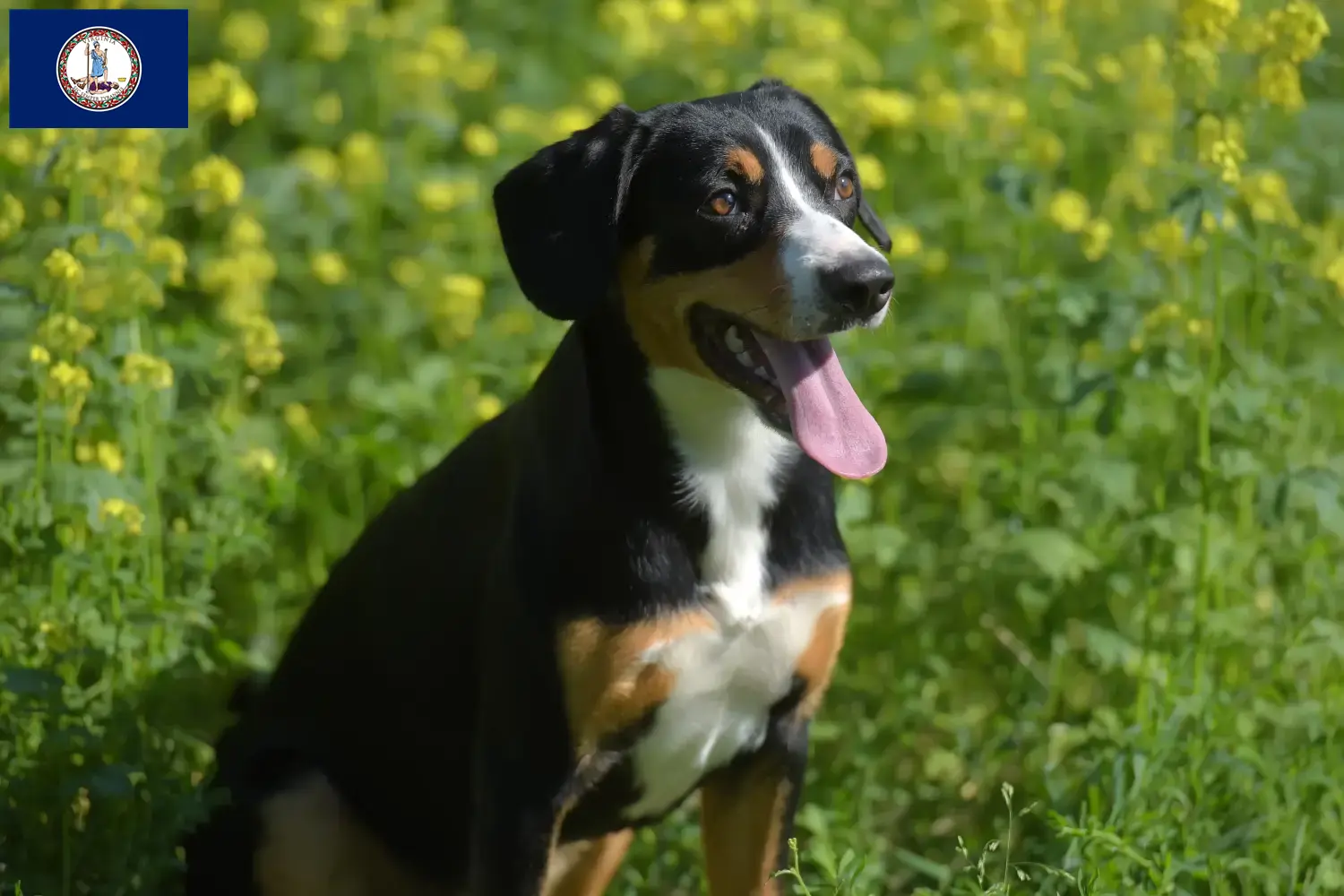 Entlebuch Mountain Dog puppies and breeder Virginia Find Entlebucher Mountain Dog breeders in Virginia.