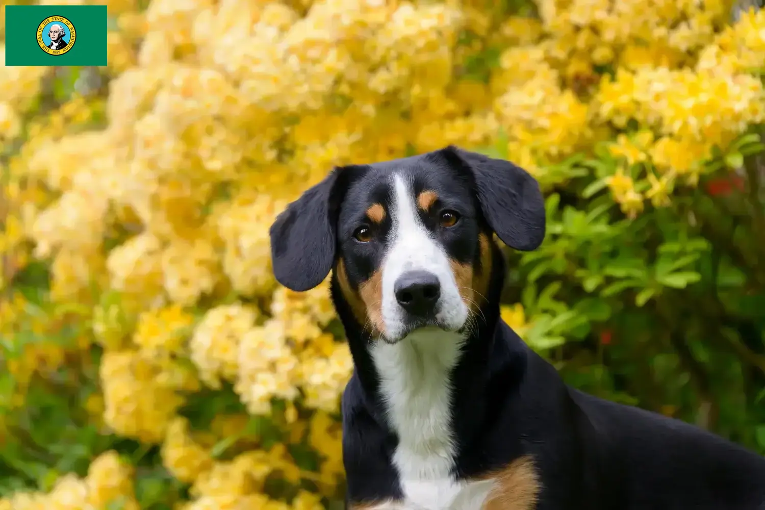 Entlebuch Mountain Dog Puppies and Breeder Washington Find Entlebucher Mountain Dog breeders in Washington.