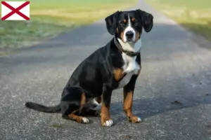 Read more about the article Entlebuch Mountain Dog Breeder and Puppies in Alabama