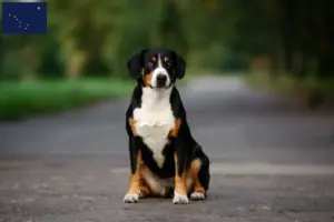 Read more about the article Entlebuch Mountain Dog Breeder and Puppies in Alaska