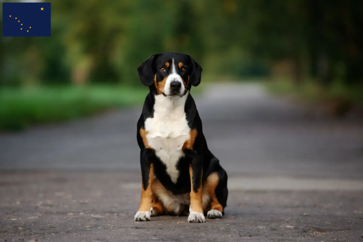 Entlebuch Mountain Dog Puppies and Breeder Alaska Find Entlebucher Mountain Dog breeders in Alaska.
