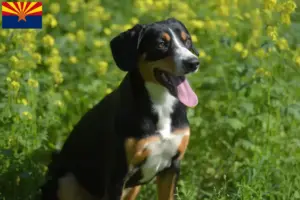 Read more about the article Entlebuch Mountain Dog Breeder and Puppies in Arizona