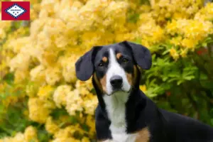 Read more about the article Entlebuch Mountain Dog Breeder and Puppies in Arkansas