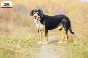 Read more about the article Entlebucher Mountain Dog Breeder and Puppies in California