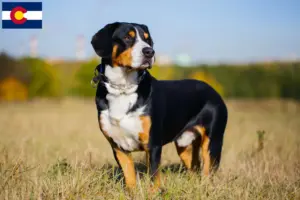 Read more about the article Entlebuch Mountain Dog Breeder and Puppies in Colorado
