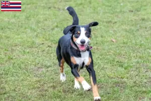 Read more about the article Entlebuch Mountain Dog Breeder and Puppies in Hawaii