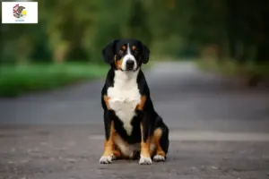 Read more about the article Entlebucher Mountain Dog Breeder and Puppies in Illinois