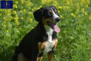 Read more about the article Entlebucher Mountain Dog Breeder and Puppies in Indiana