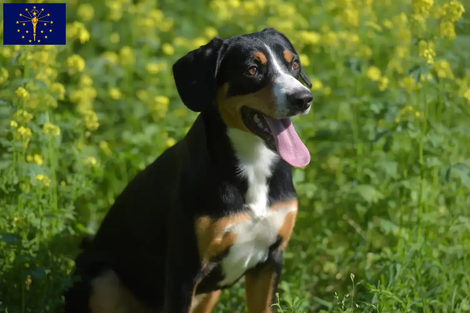 Entlebucher Mountain Dog puppies and breeder Indiana Find Entlebucher Mountain Dog breeders in Indiana.