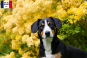 Read more about the article Entlebucher Mountain Dog Breeder and Puppies in Iowa