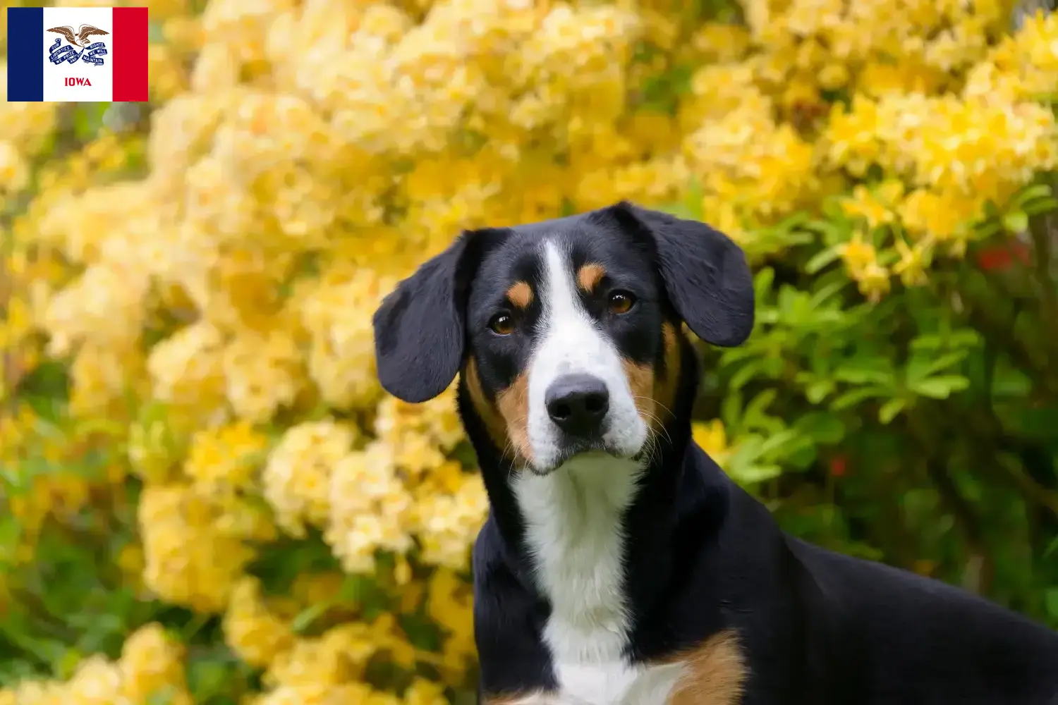 Entlebuch Mountain Dog Puppies and Breeder Iowa Find Entlebucher Mountain Dog breeders in Iowa.
