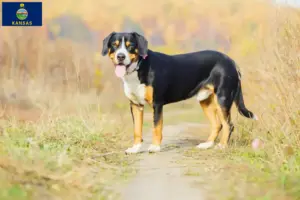 Read more about the article Entlebuch Mountain Dog Breeder and Puppies in Kansas