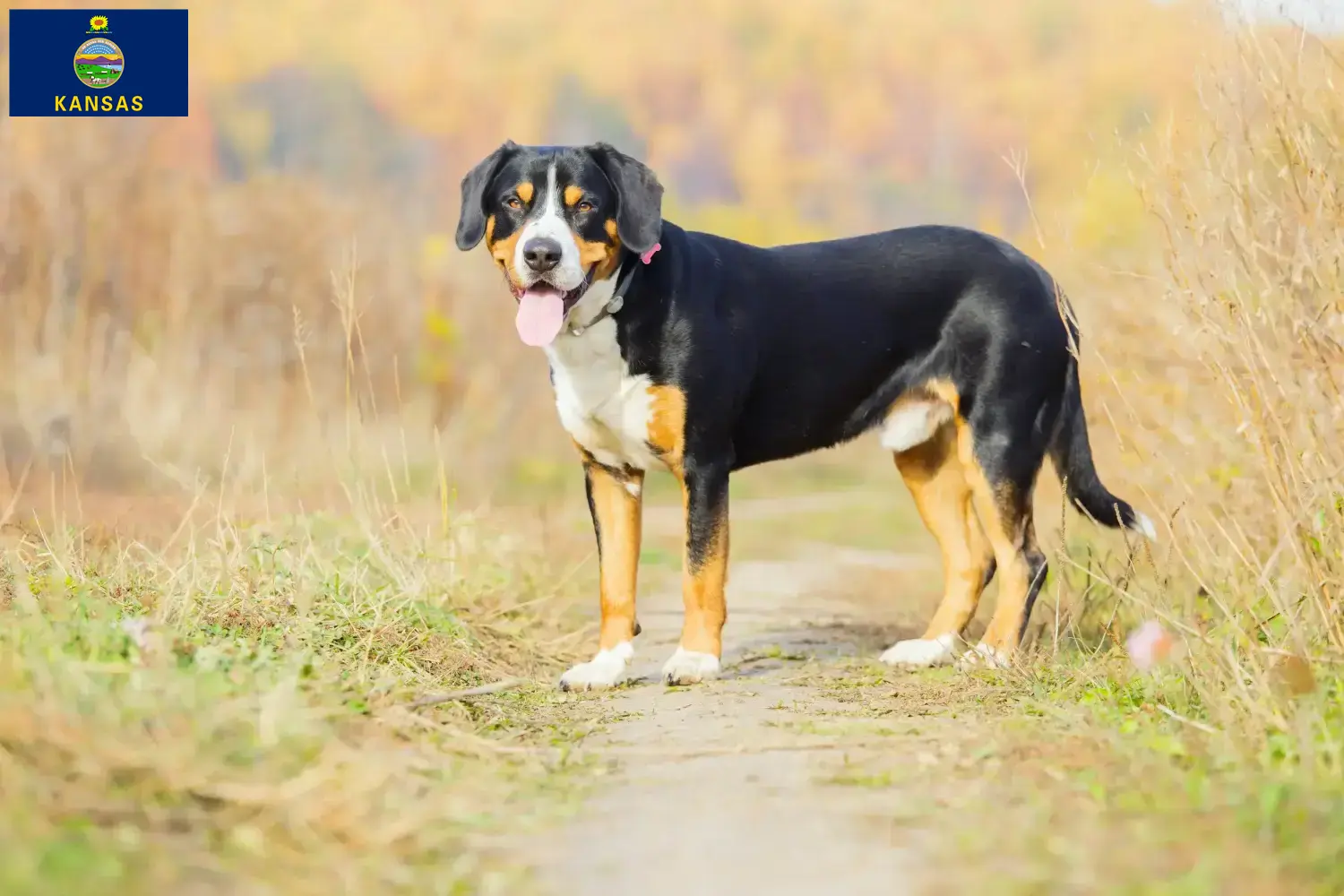 Entlebuch Mountain Dog Puppies and Breeder Kansas Find Entlebucher Mountain Dog breeders in Kansas.