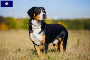 Read more about the article Entlebucher Mountain Dog Breeder and Puppies in Kentucky