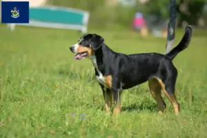 Read more about the article Entlebuch Mountain Dog Breeder and Puppies in Maine