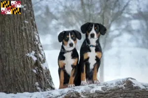 Read more about the article Entlebucher Mountain Dog Breeder and Puppies in Maryland
