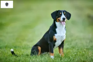 Read more about the article Entlebucher Mountain Dog Breeder and Puppies in Massachusetts