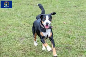 Read more about the article Entlebucher Mountain Dog Breeder and Puppies in Michigan