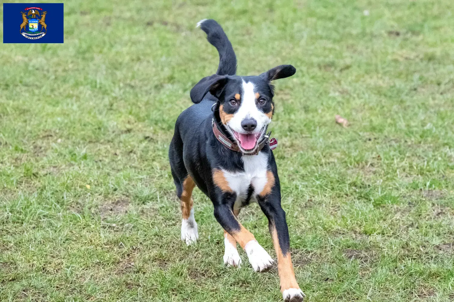 Read more about the article Entlebucher Mountain Dog Breeder and Puppies in Michigan