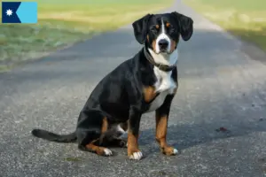 Read more about the article Entlebucher Mountain Dog Breeder and Puppies in Minnesota