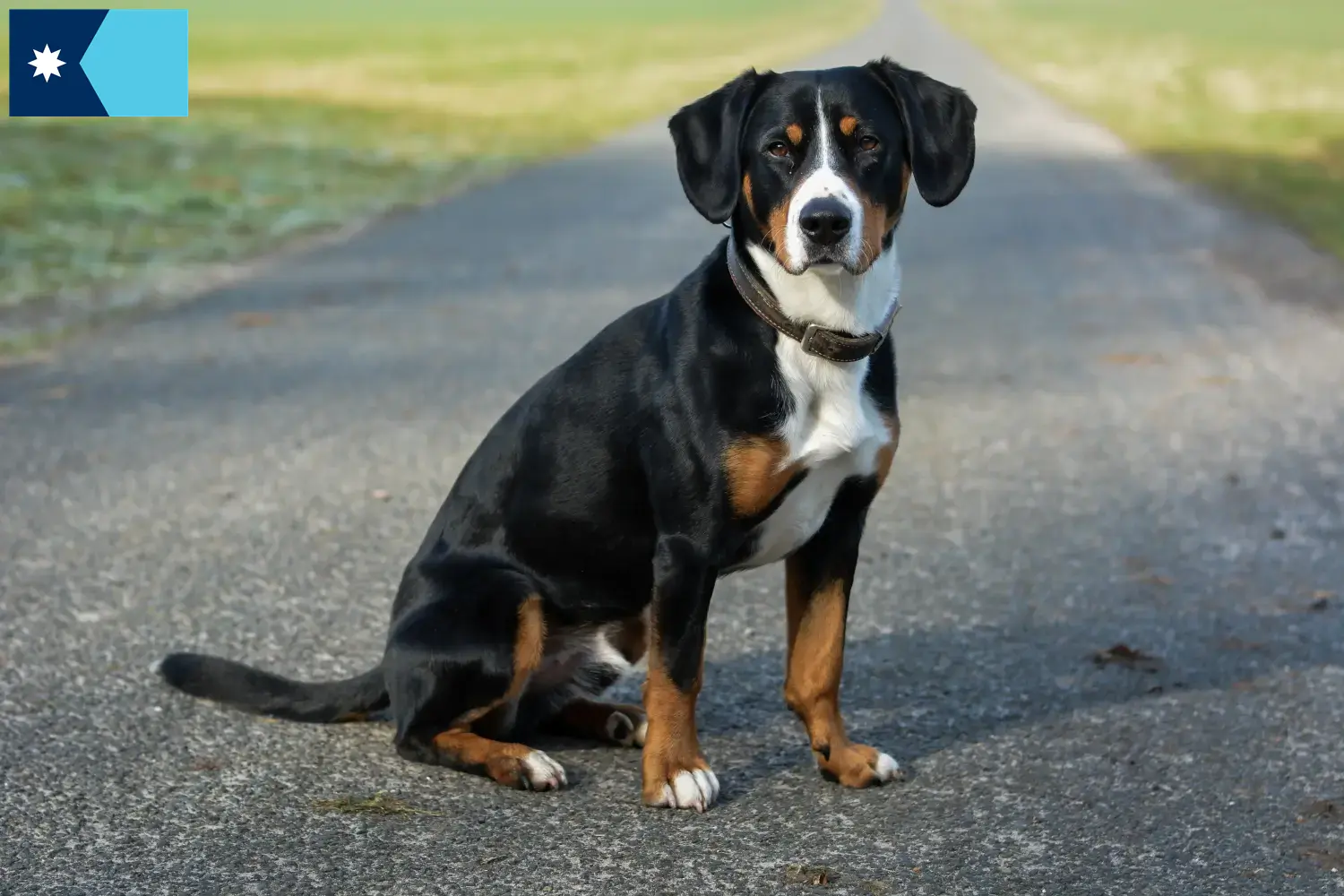 Entlebucher Mountain Dog Puppies and Breeder Minnesota Find Entlebucher Mountain Dog breeders in Minnesota.