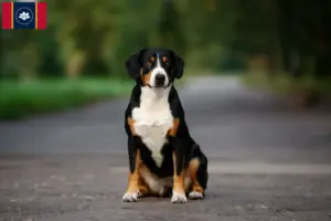Read more about the article Entlebuch Mountain Dog Breeder and Puppies in Mississippi