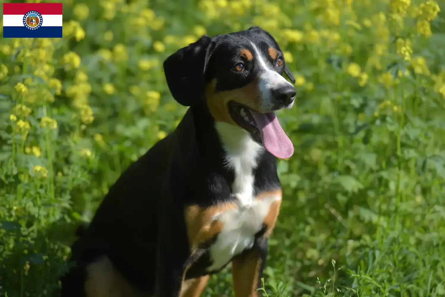 Entlebuch Mountain Dog Puppies and Breeder Missouri Find Entlebucher Mountain Dog breeders in Missouri.