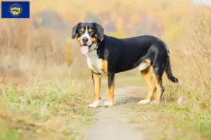 Read more about the article Entlebucher Mountain Dog Breeder and Puppies in Nebraska