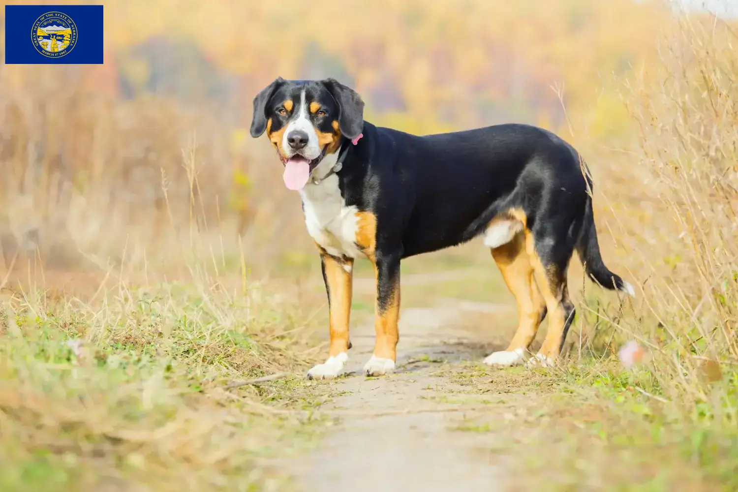 Entlebucher Mountain Dog Puppies and Breeder Nebraska Find Entlebucher Mountain Dog breeders in Nebraska.