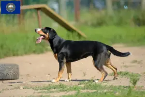 Read more about the article Entlebucher Mountain Dog Breeder and Puppies in New Hampshire