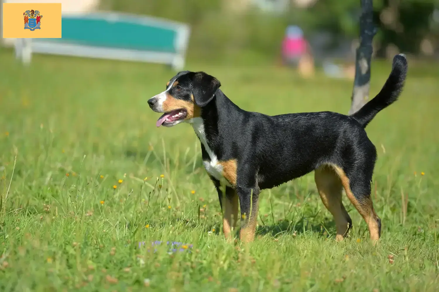 Entlebucher Mountain Dog Puppies and Breeder New Jersey Find Entlebucher Mountain Dog breeders in New Jersey.