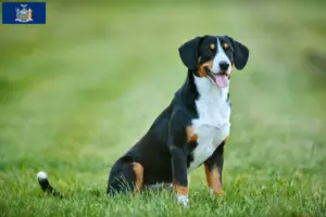 Read more about the article Entlebuch Mountain Dog Breeder and Puppies in New York
