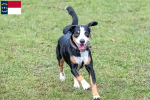 Read more about the article Entlebucher Mountain Dog Breeder and Puppies in North Carolina