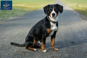 Read more about the article Entlebucher Mountain Dog Breeder and Puppies in North Dakota