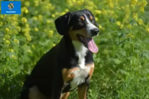 Read more about the article Entlebucher Mountain Dog Breeder and Puppies in Oklahoma