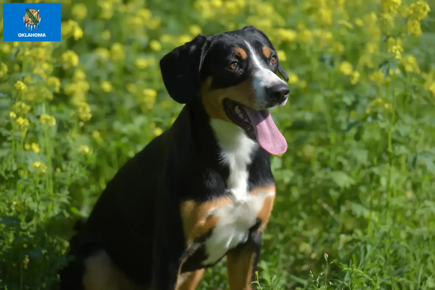 Entlebucher Mountain Dog Puppies and Breeder Oklahoma Find Entlebucher Mountain Dog breeders in Oklahoma.
