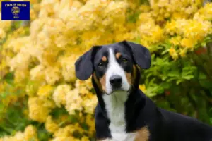 Read more about the article Entlebucher Mountain Dog Breeder and Puppies in Oregon