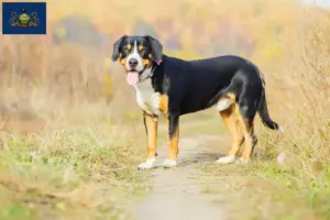 Read more about the article Entlebucher Mountain Dog Breeder and Puppies in Pennsylvania
