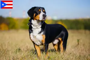 Read more about the article Entlebuch Mountain Dog Breeder and Puppies in Puerto Rico