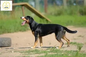 Read more about the article Entlebucher Mountain Dog Breeder and Puppies in Rhode Island
