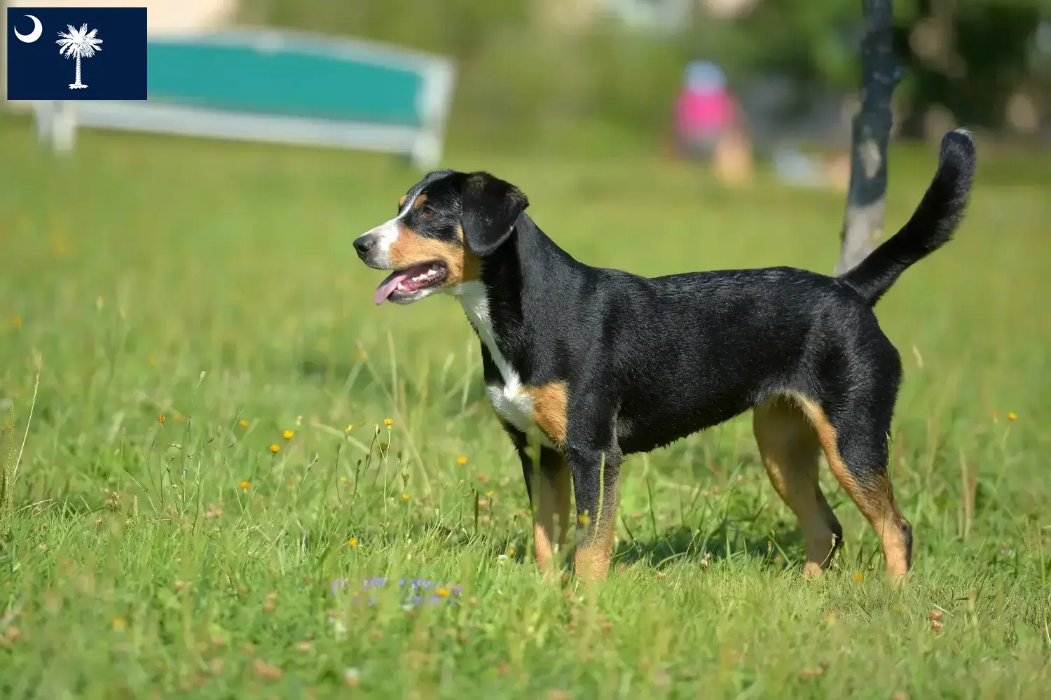Entlebucher Mountain Dog Puppies and Breeder South Carolina Find Entlebucher Mountain Dog breeders in South Carolina.