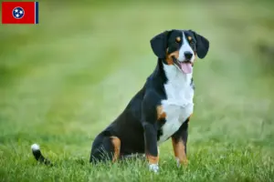 Read more about the article Entlebucher Mountain Dog Breeder and Puppies in Tennessee