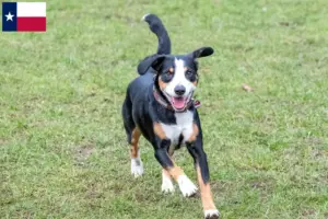 Read more about the article Entlebuch Mountain Dog Breeder and Puppies in Texas