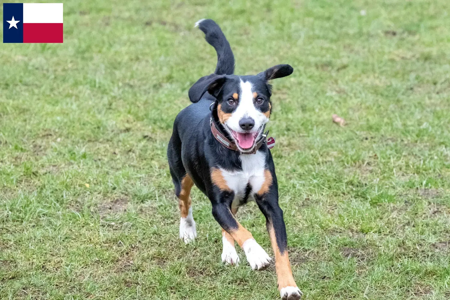 Entlebucher Mountain Dog Puppies and Breeder Texas Find Entlebucher Mountain Dog breeders in Texas.