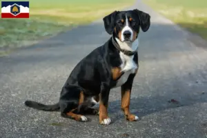 Read more about the article Entlebucher Mountain Dog Breeder and Puppies in Utah