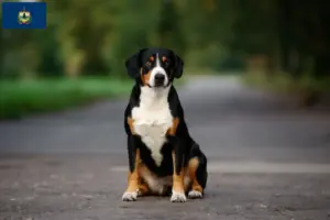 Read more about the article Entlebuch Mountain Dog Breeder and Puppies in Vermont