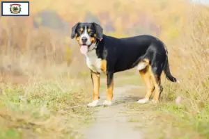 Read more about the article Entlebucher Mountain Dog Breeder and Puppies in West Virginia