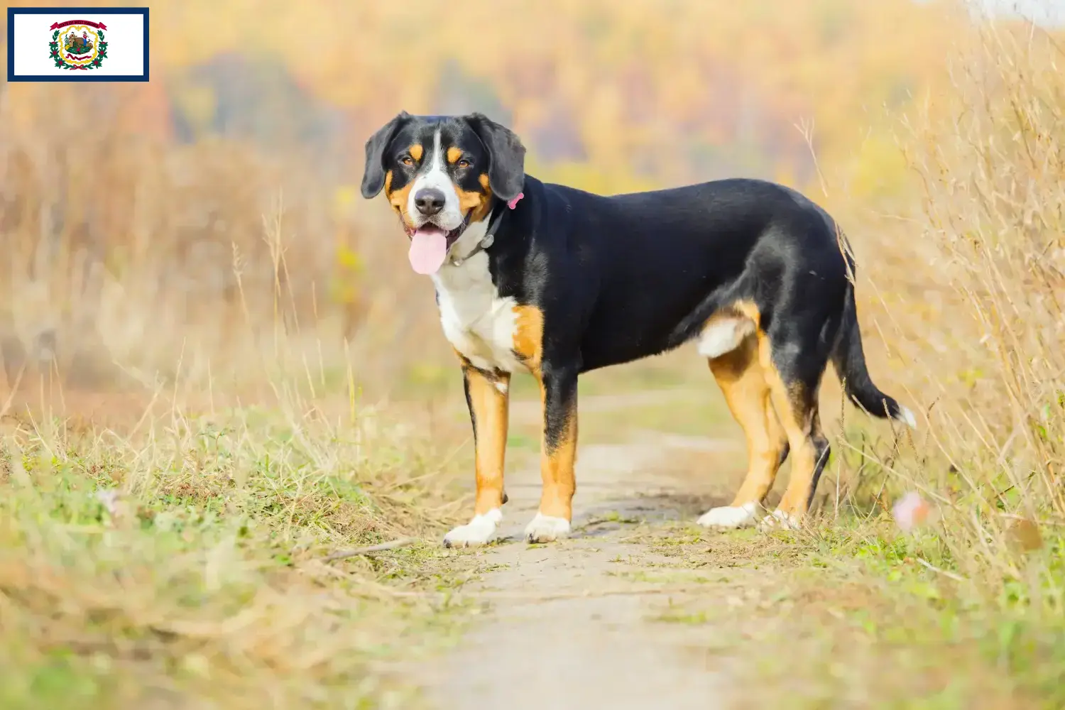 Entlebucher Mountain Dog Puppies and Breeder West Virginia Find Entlebucher Mountain Dog breeders in West Virginia.