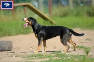 Read more about the article Entlebucher Mountain Dog Breeder and Puppies in Wyoming